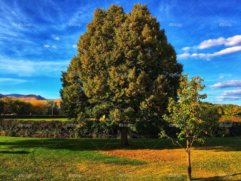 Large colourful tree! 
