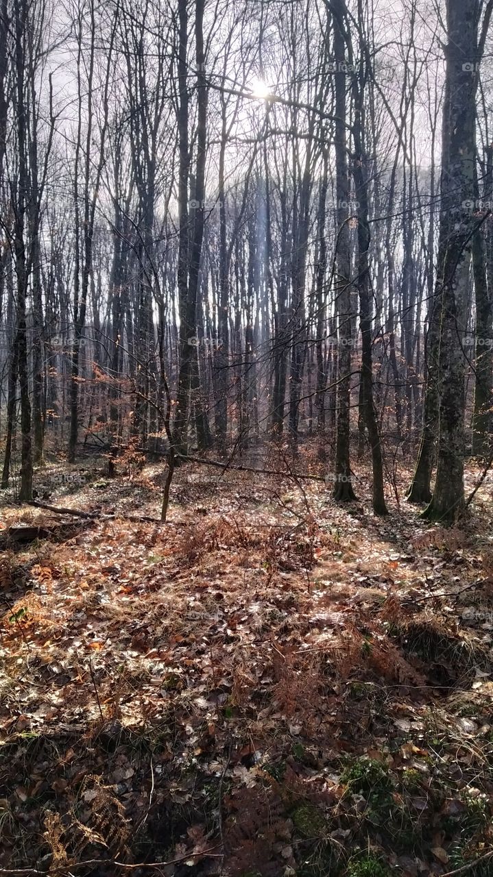 sunny morning in the woods