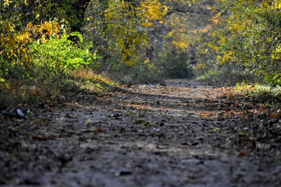 Empty road in the forest