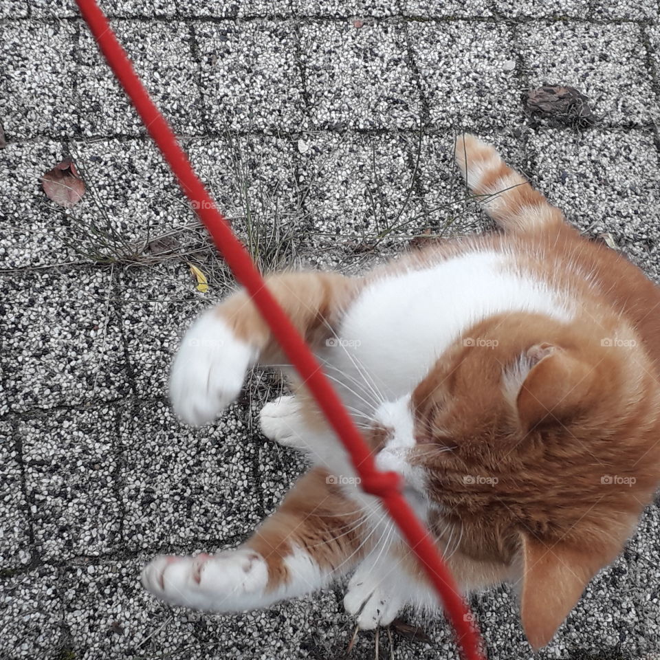 ginger cat playing with red string on gray pavement