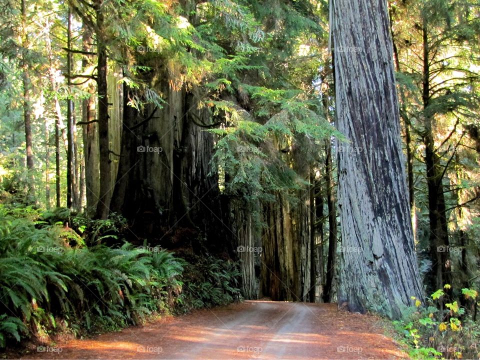Redwoods - Jedediah Smith Redwood State Park