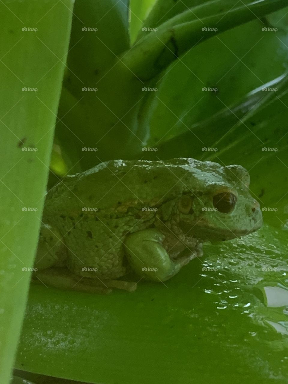Green frog on leaf 