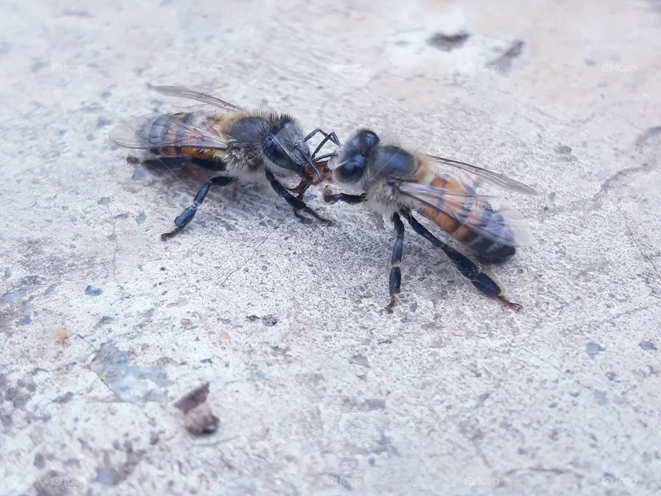 bees