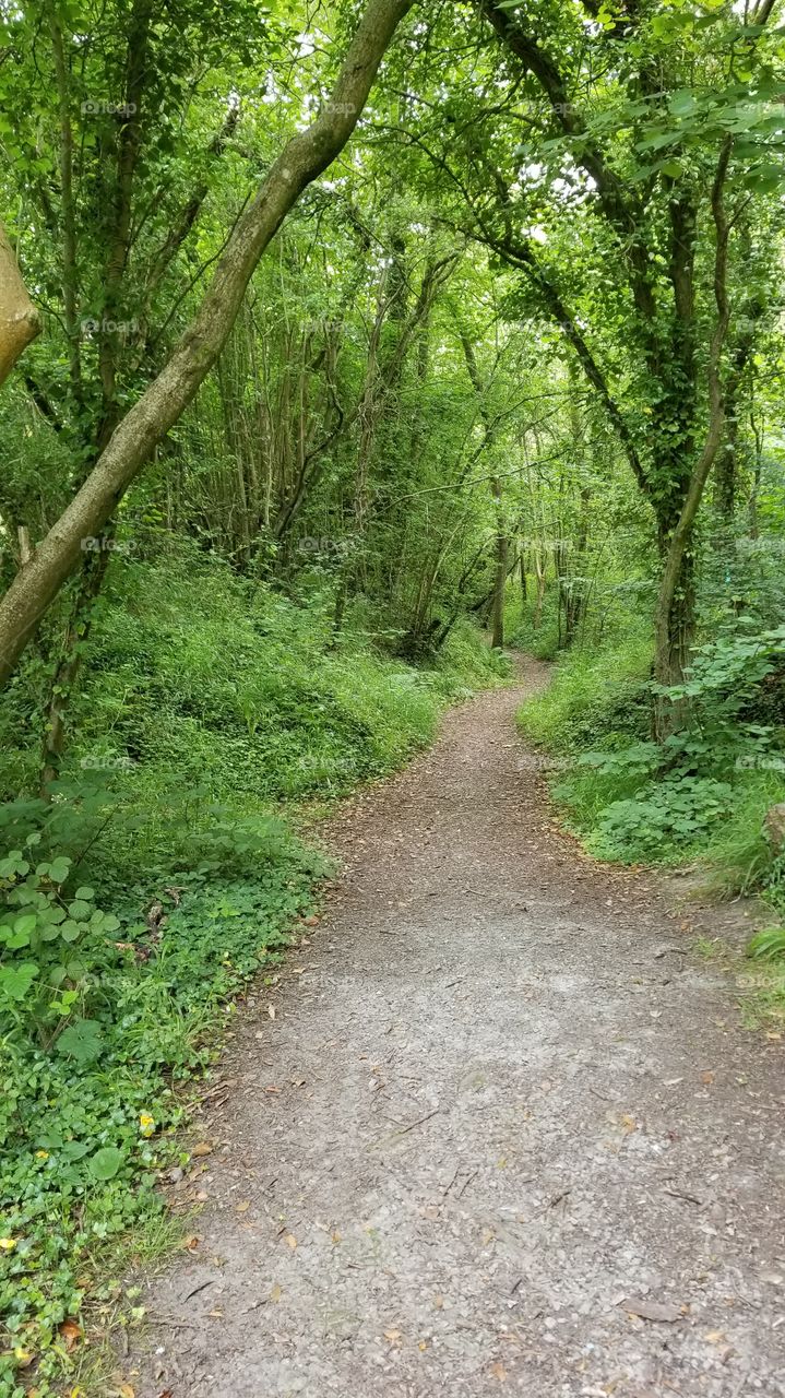 Lush green Woodlands