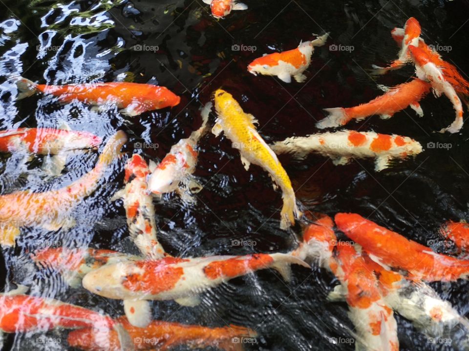 Fancy​ carp​ koi fish​