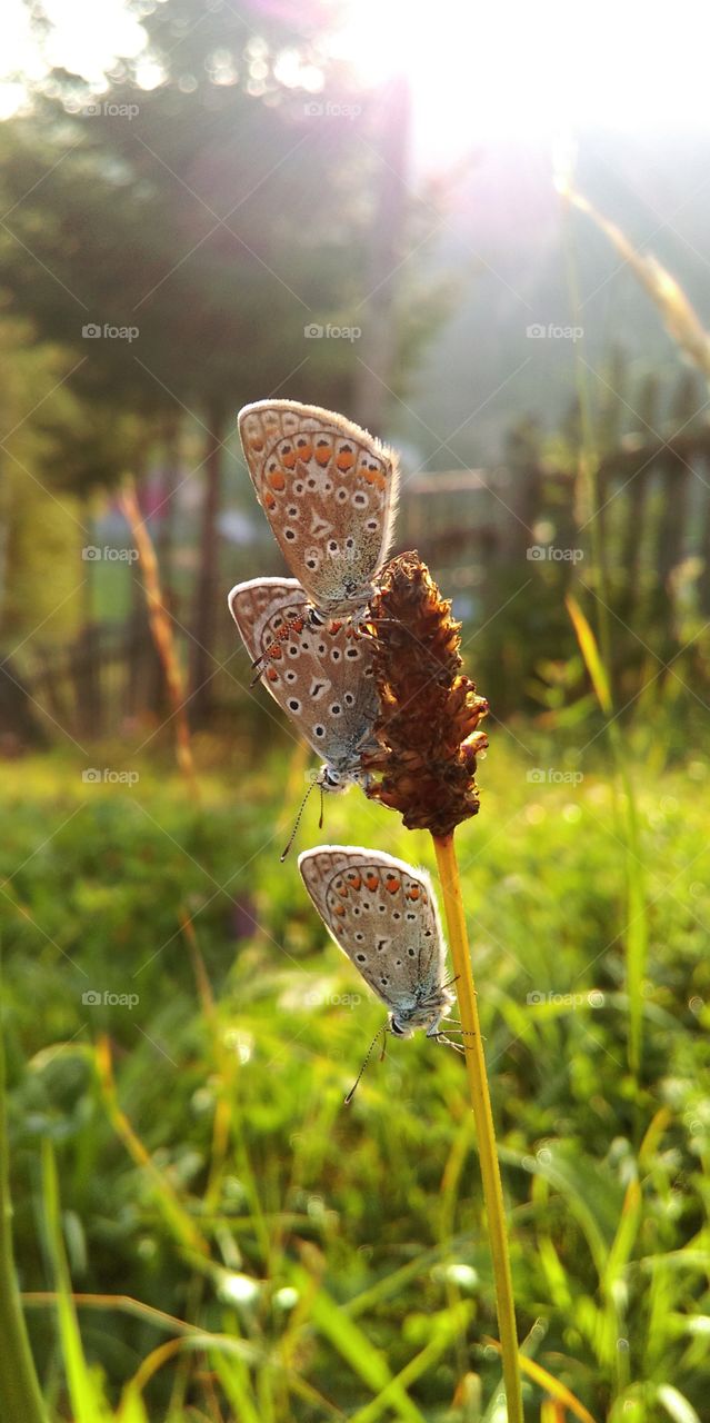 3 butterflys posing for me! 😍I love the summer! #FoapAug18