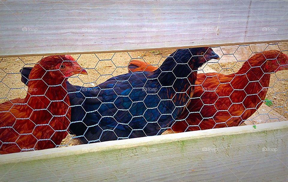 Nosey chickens. These hens were busy watching what the sheep were up to