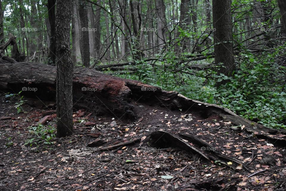 A tree rotting back to earth