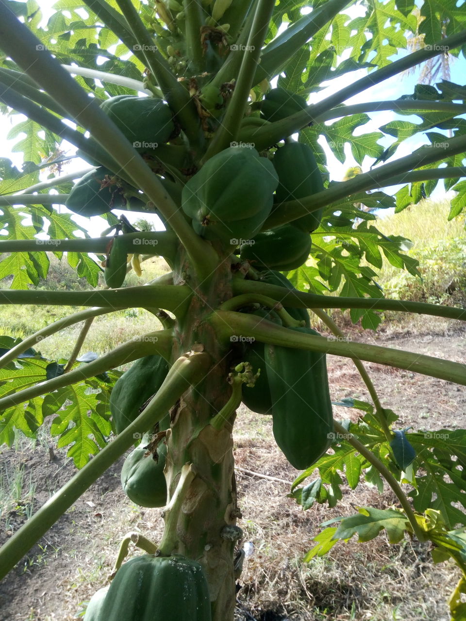 the papaya plant for vegestable,food,fruit.
