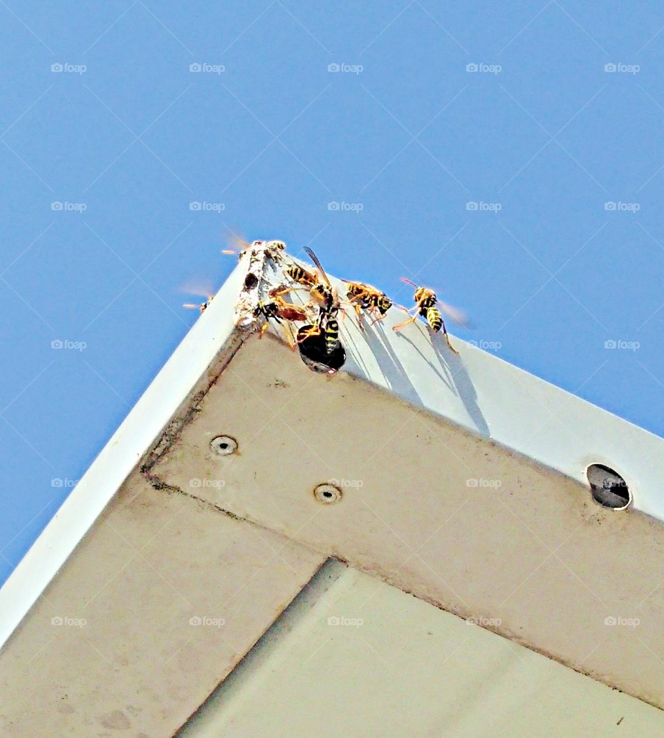 Yellow Jacket infestation