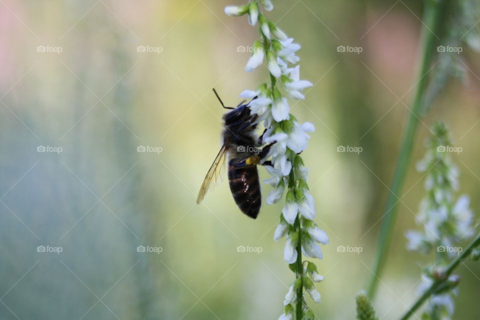 Bee on a flower