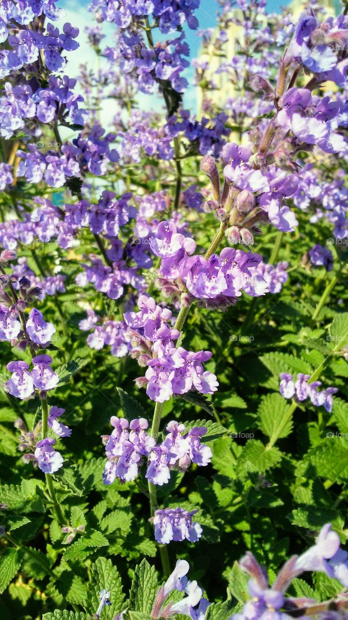 spring. flowers. beauty