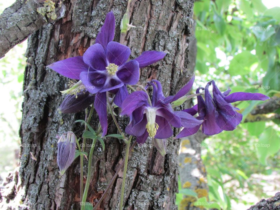 Цветок дерево