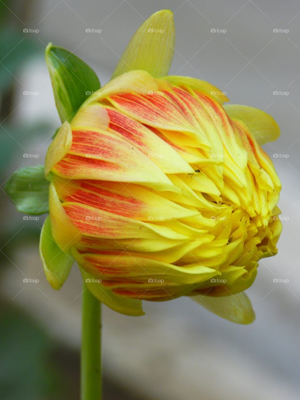 dalia flower