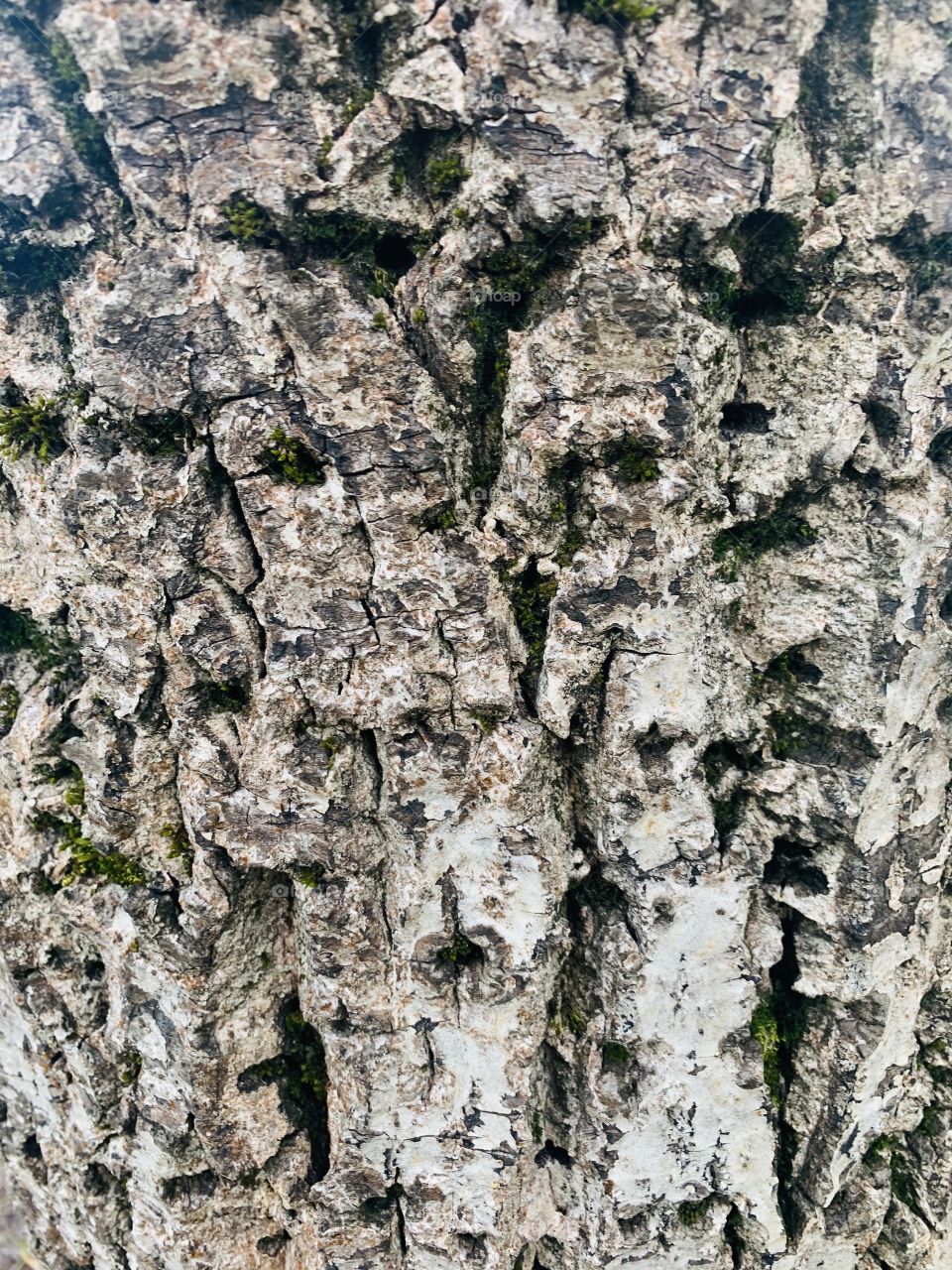 Tree bark close up