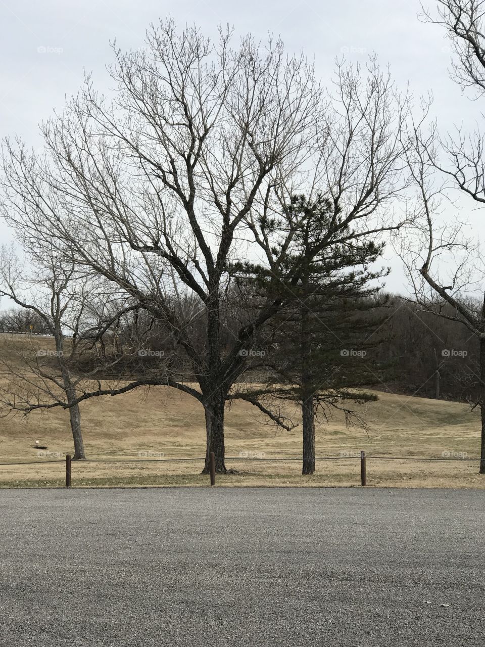 Oologah Lake Oklahoma area in winter/ January trees in park area, one every green and hillside near water release area.
