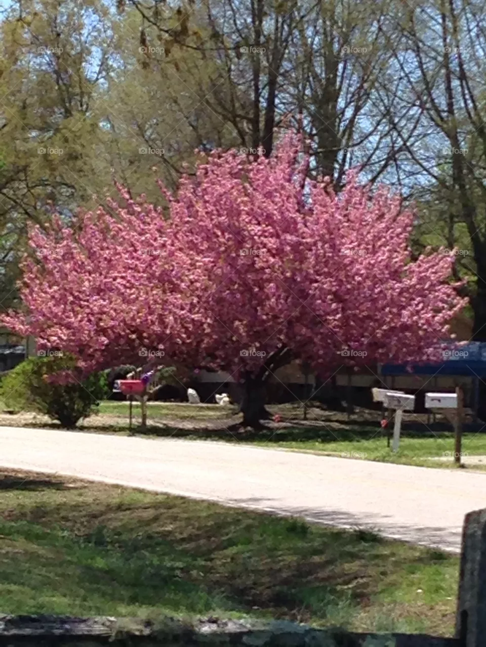 Pink tree