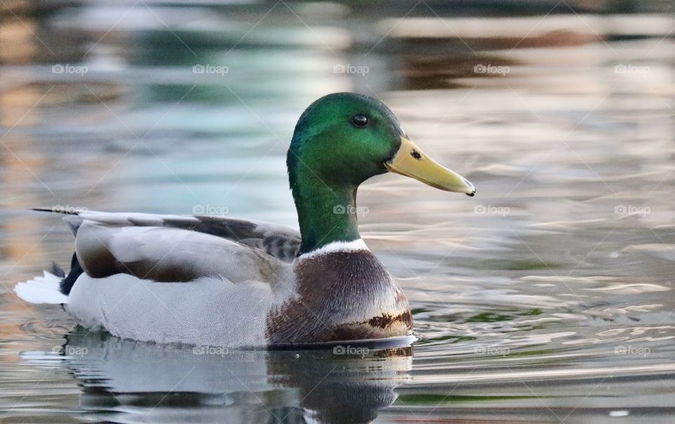 Beautiful mallard swimming in lake at sunset. This little guy loves to follow folks on the dock to say hello!