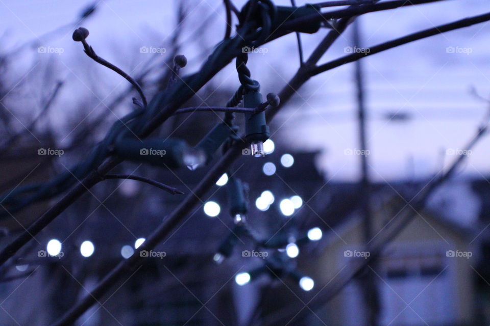 Lights Hanging in a Tree