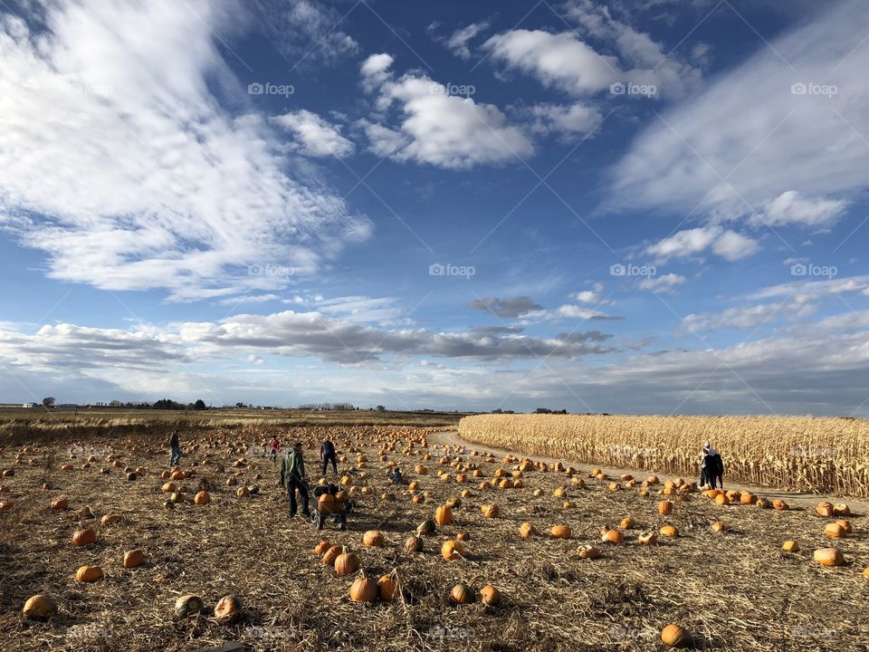 October pumpkin patches 