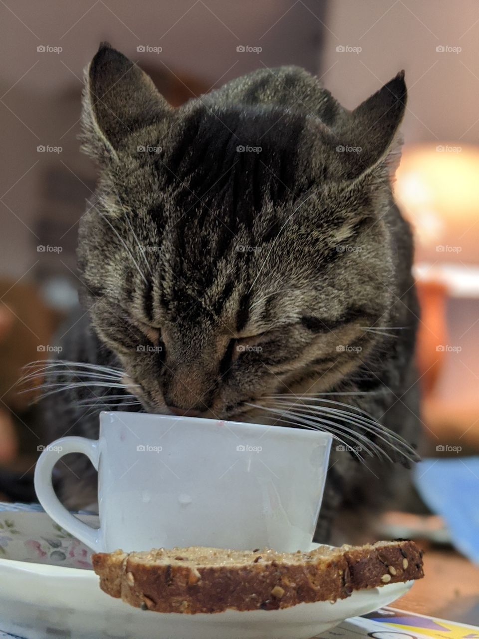 cat drinking from a tea cup