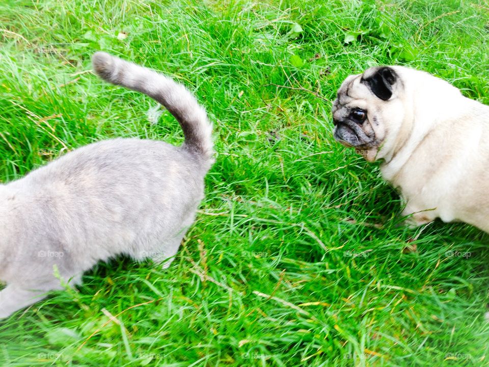 cat and pug