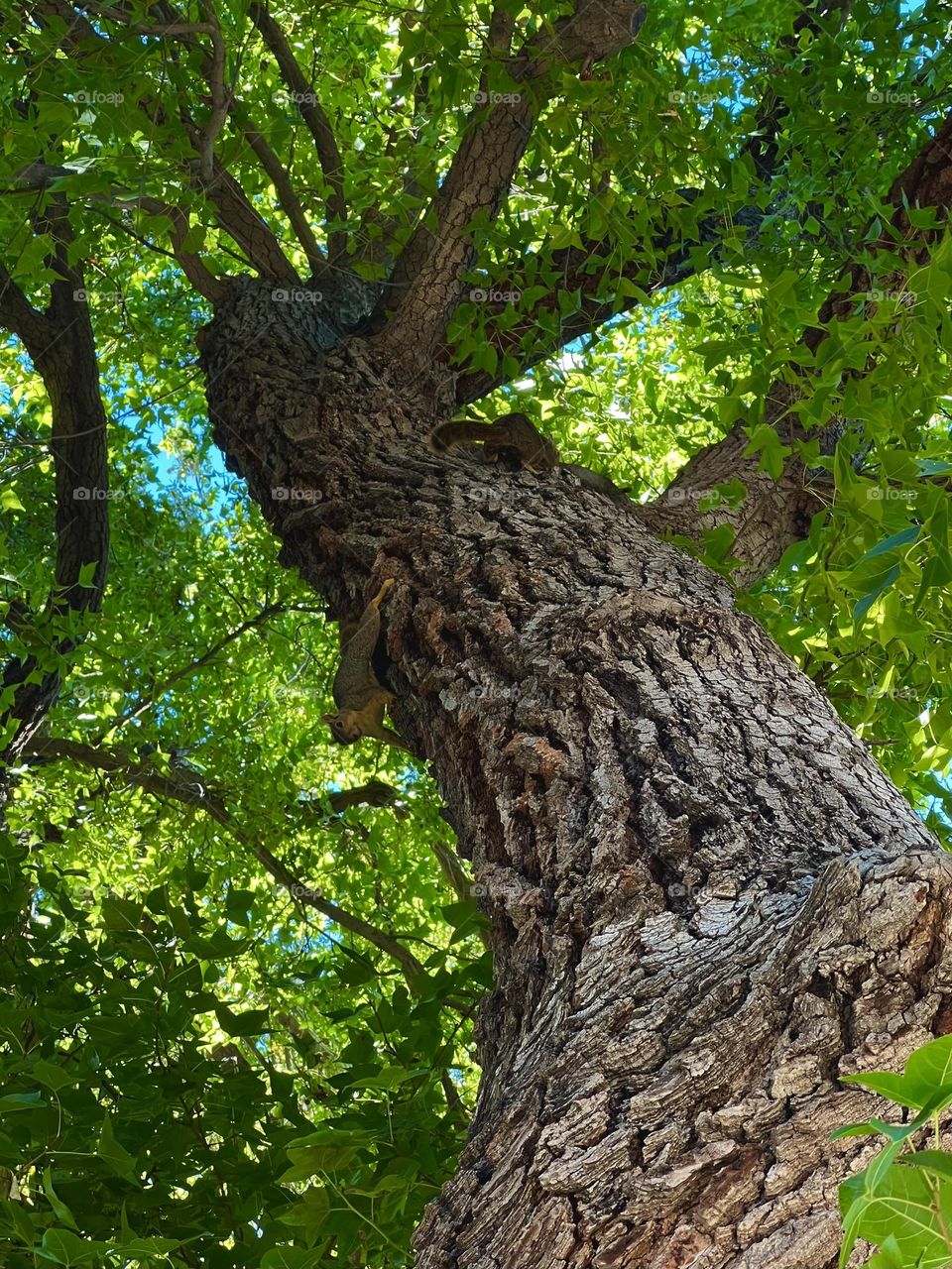 Squirrels in a Liquidambar Formosana tree 
