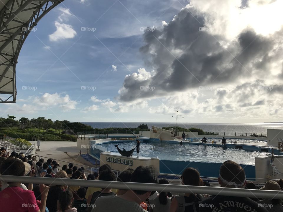 Dolphin Show