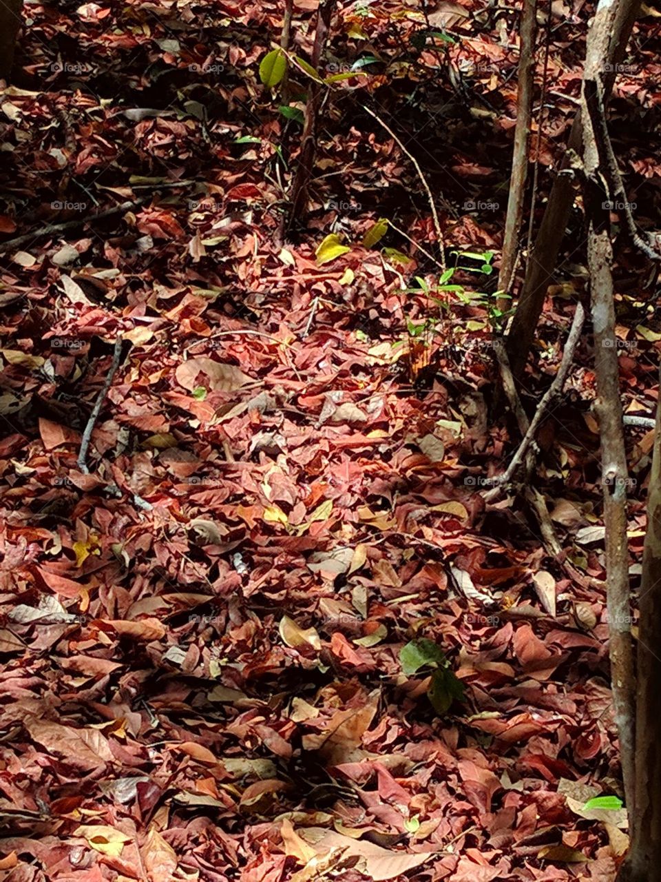 Fall color leaves on the ground decompose and enrich the soil with nutrients that benefit plant growth. This is natural recycling within the ecosystem.