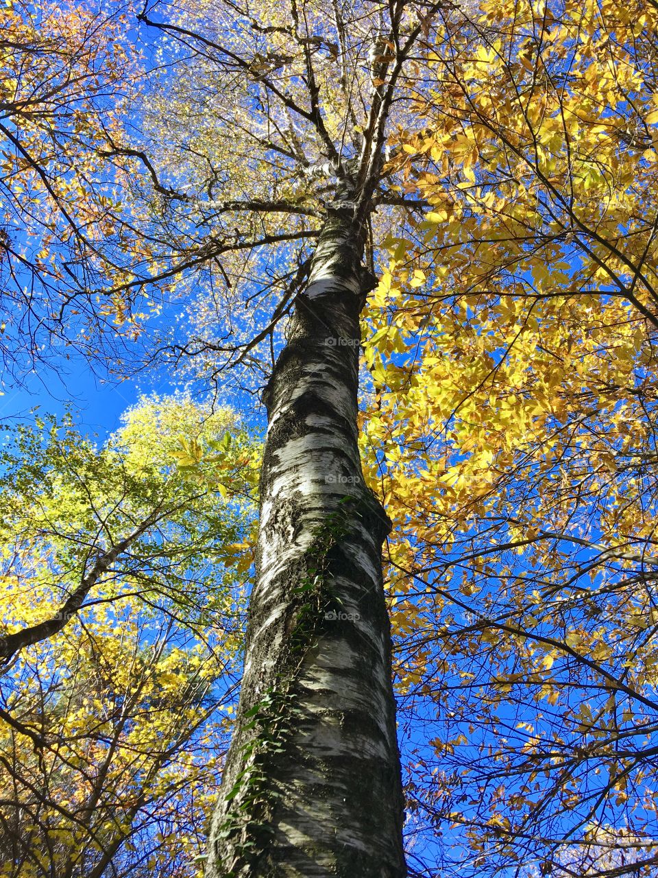 spectacular birch in autumn dress in the woods