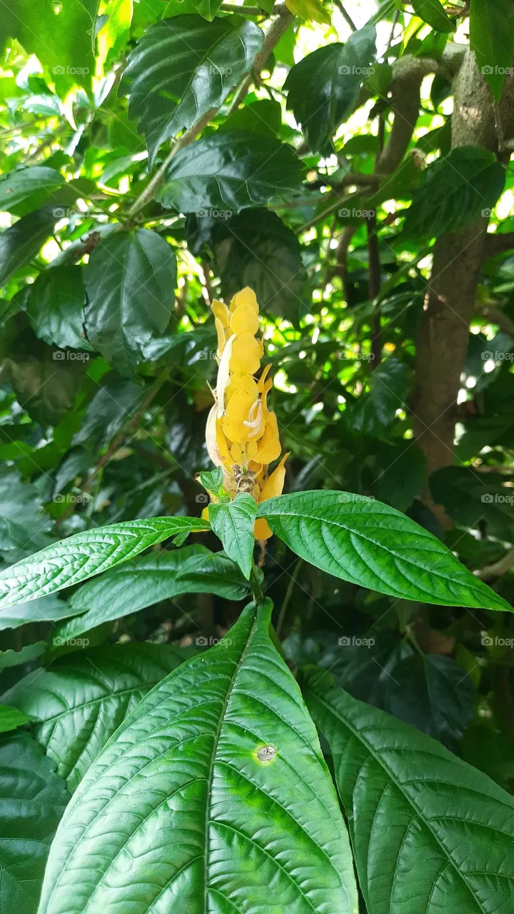 yellow flower of morning