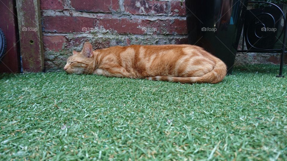 ginger cat sleeping on the grass