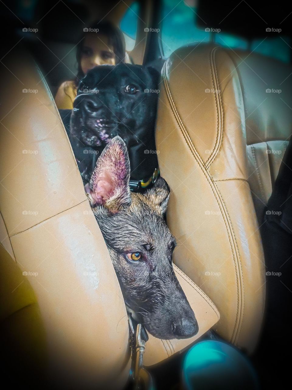 Nytro and Apollo on their ride home from the park messy and happy soaking wet and nosey as ever