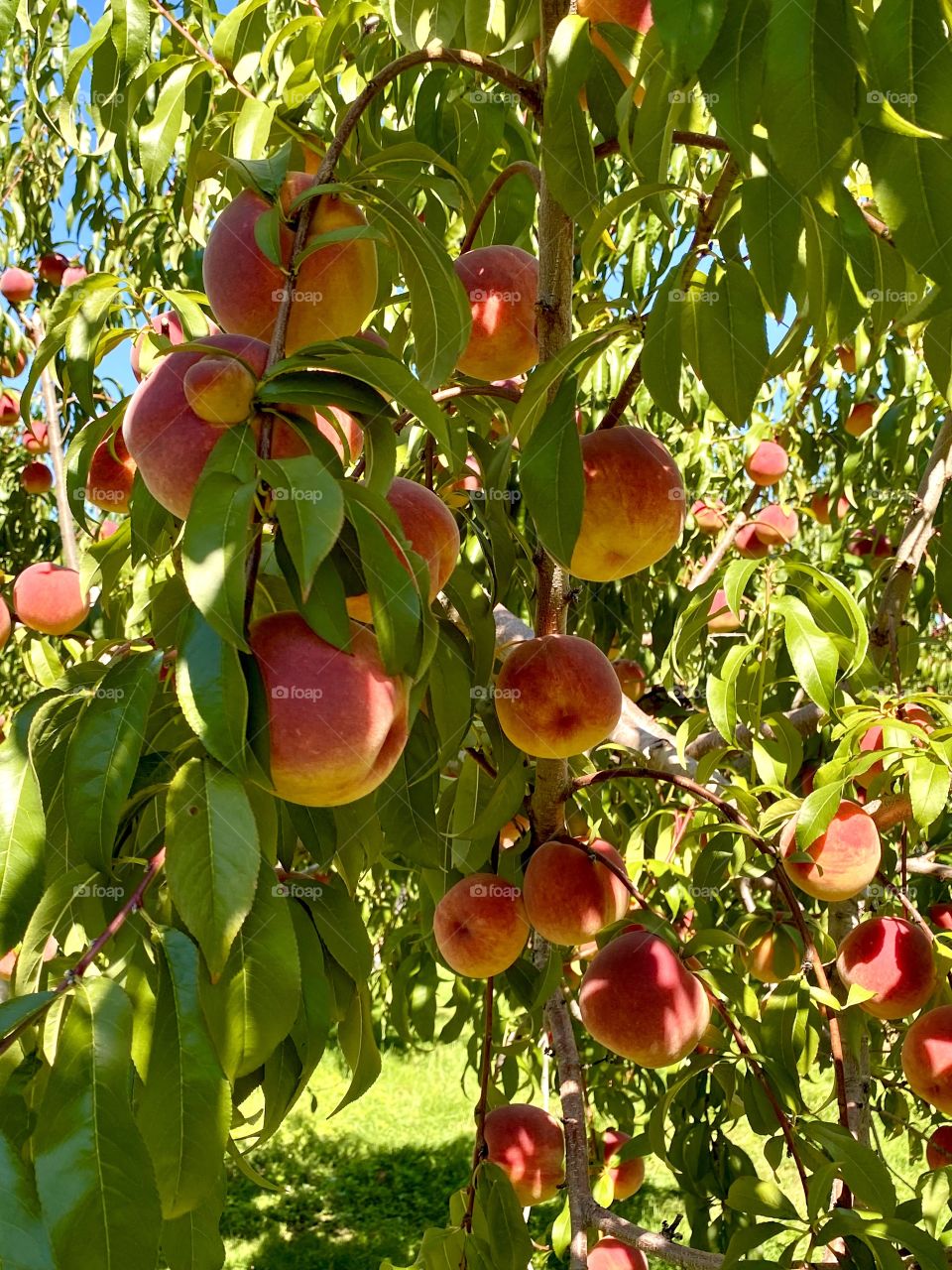 Peach tree, North Salem, NY