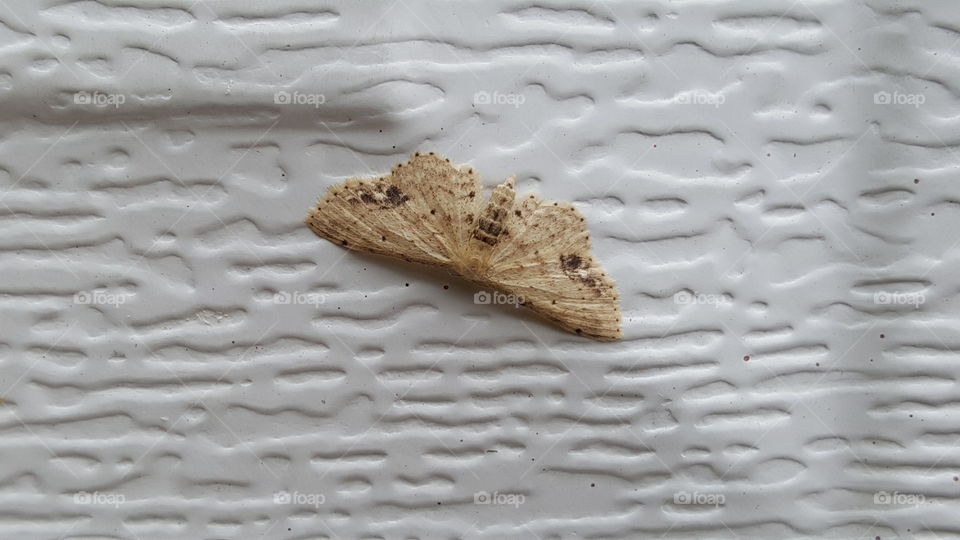 moth