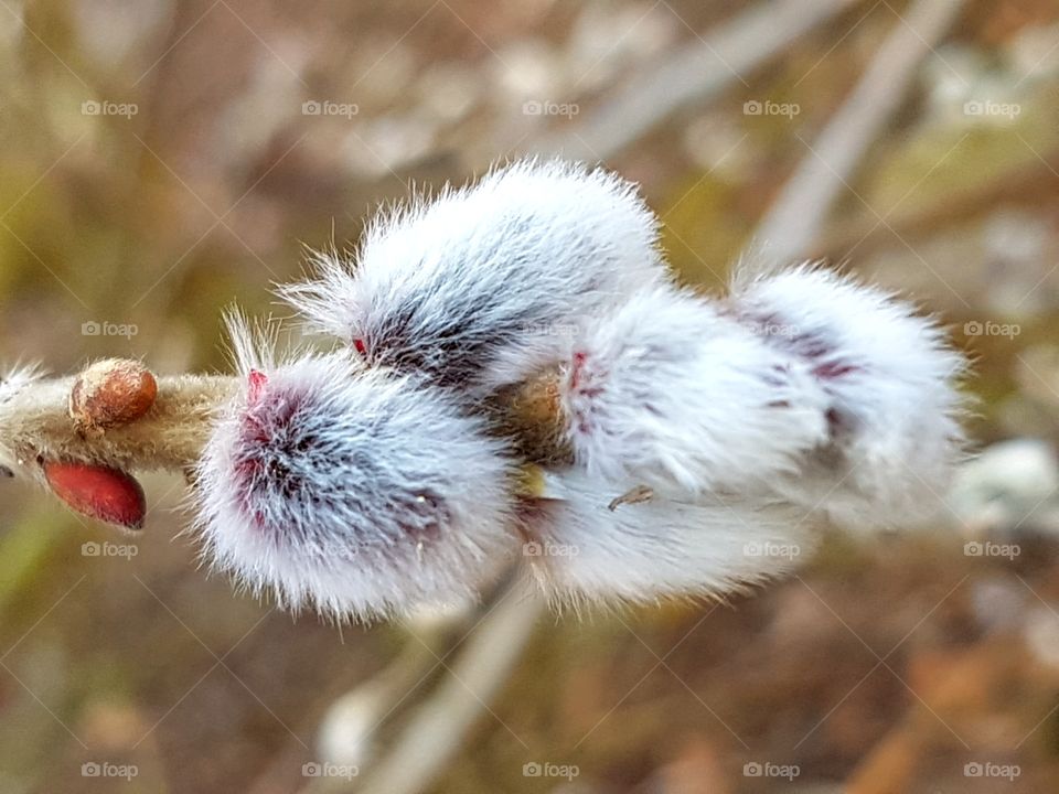 Weidenkäzchen in Frühling