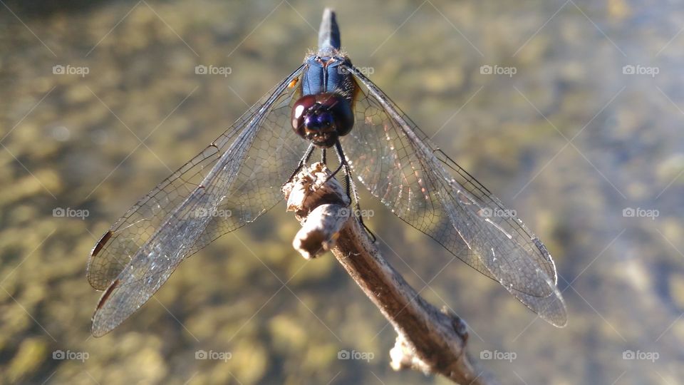 Dragonflies on water . . .