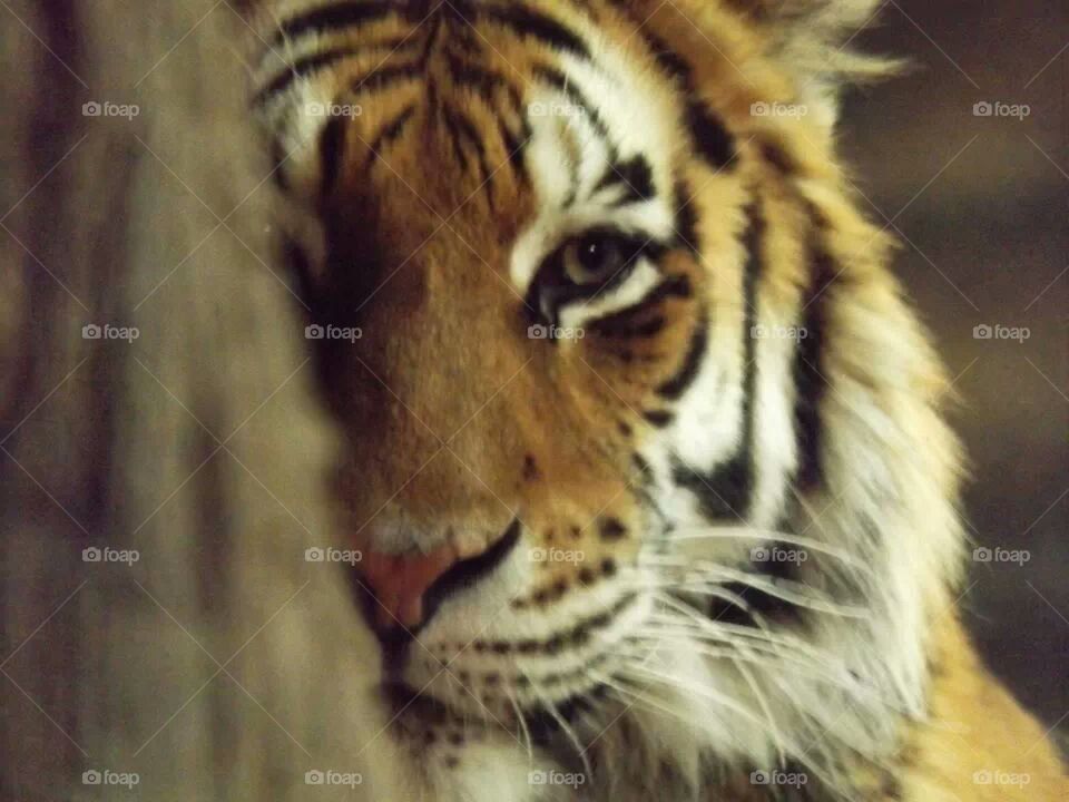 tiger
