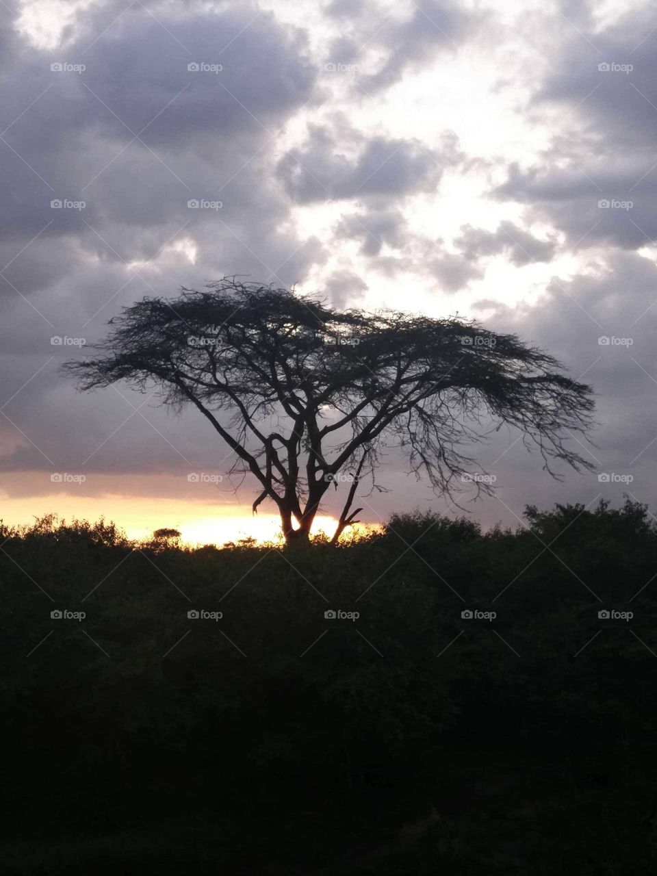 Acacia tree at sunset