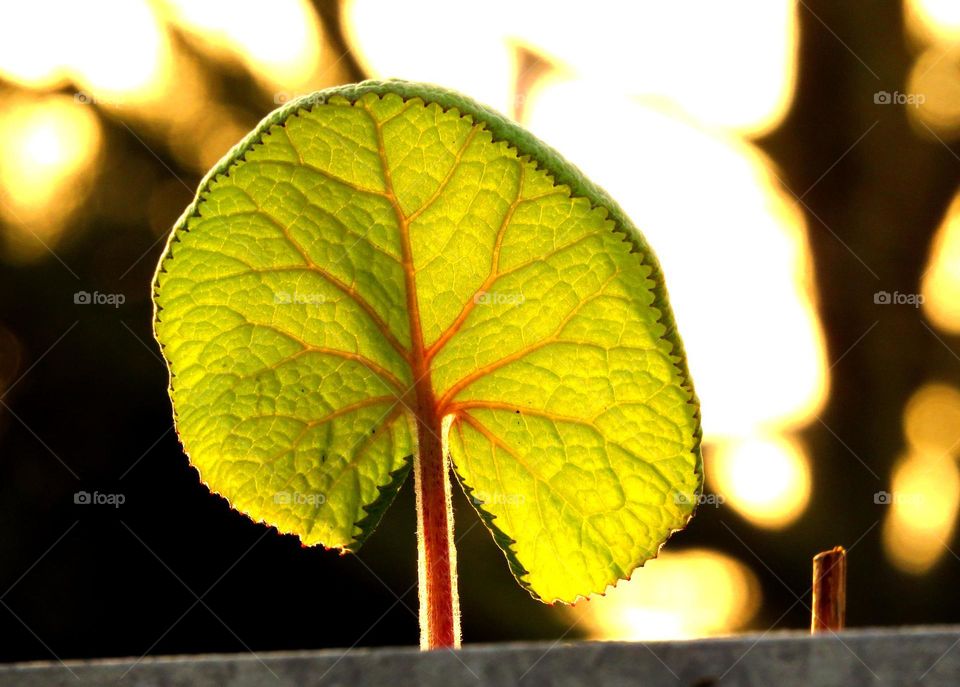 Spring leaf