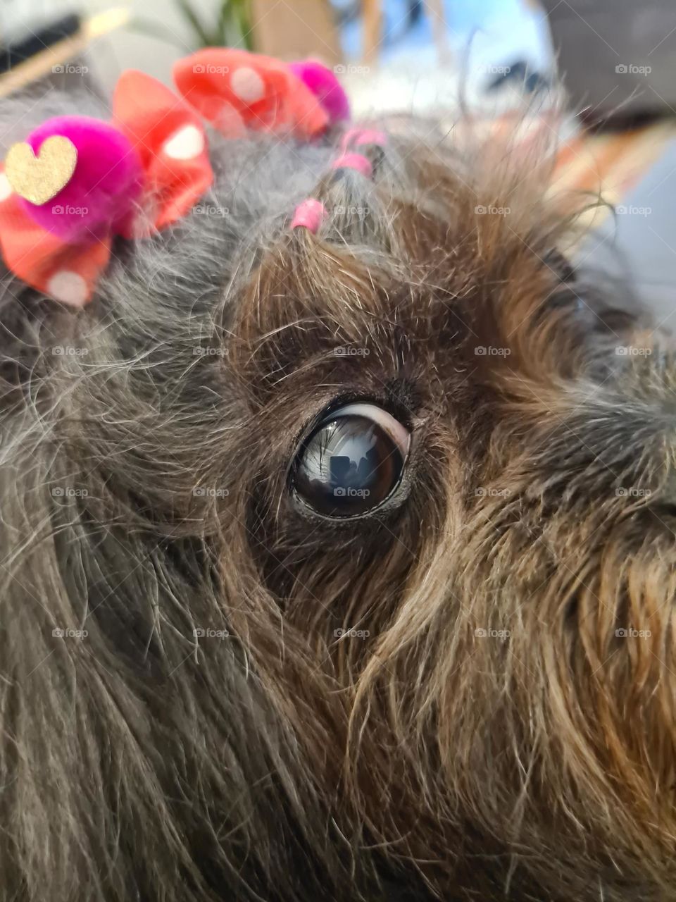 eyes dog