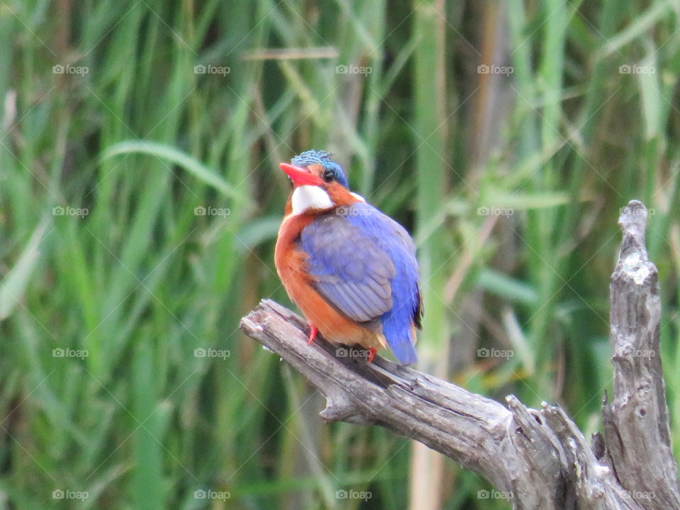 The malakite kingfisher taken at the panic lake hide in the Skukuza region of the Kruger national Park in South Africa