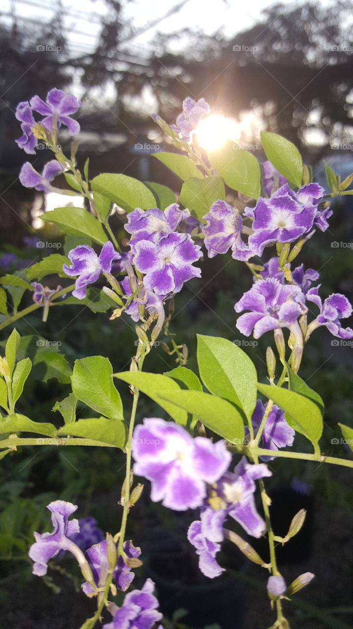 Purple flowers.