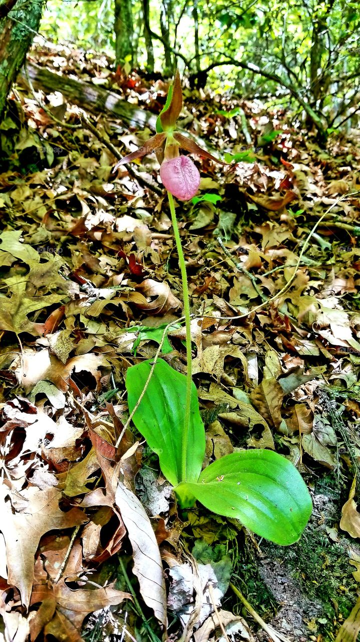 A wild flower in the middle of a forest floor