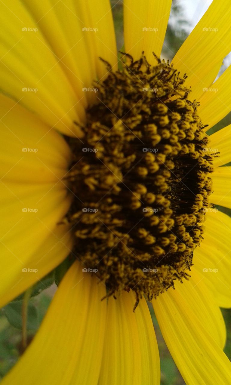 angled sunflower
