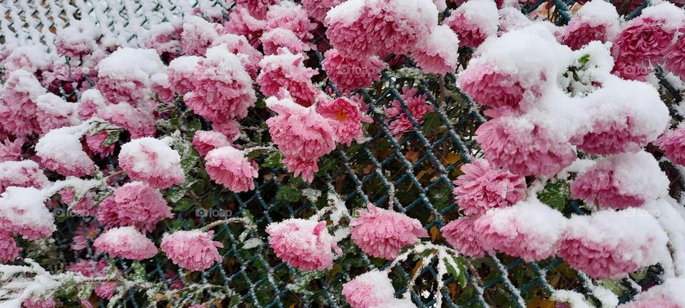 colors of autumn with snow 6