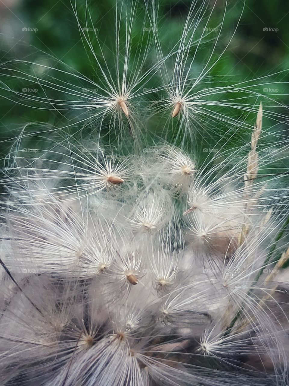 The seeds of a faded flower looks like magic