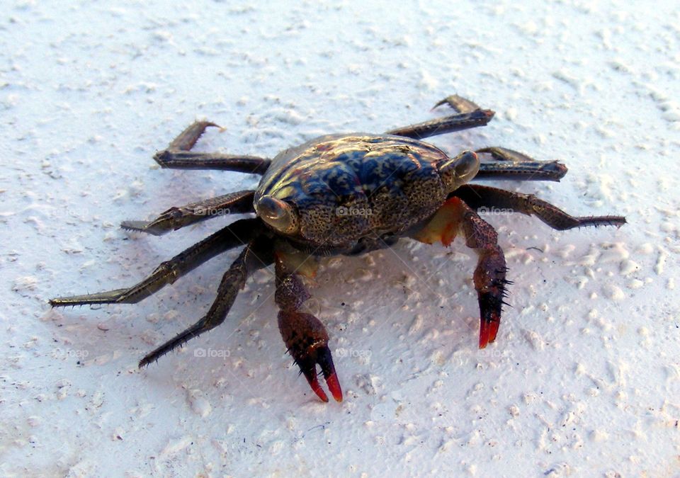 Florida crab