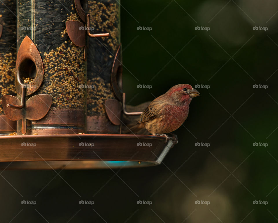 Carpodacus - Rosefinche