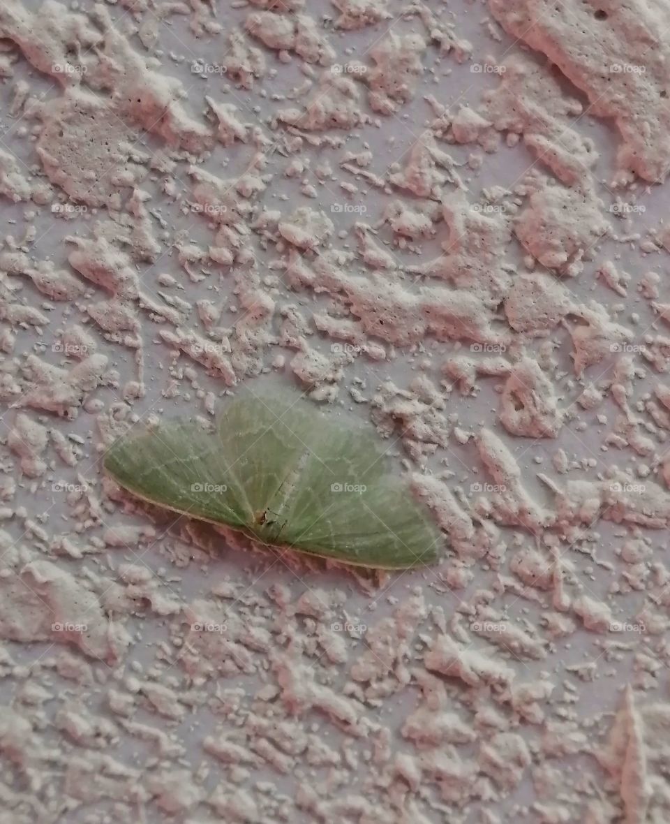 Weird Green Moth